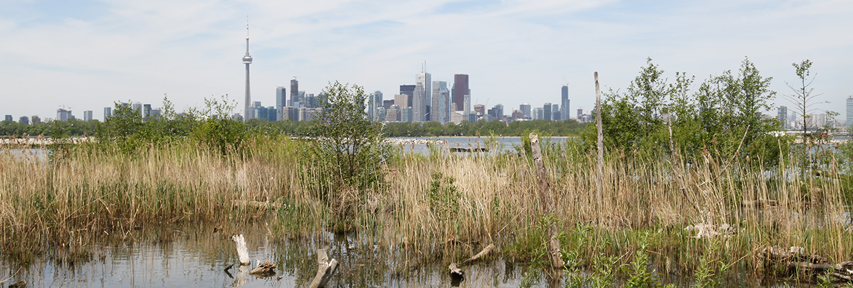 view of the Toronto skyline from Tommy Thompson Park