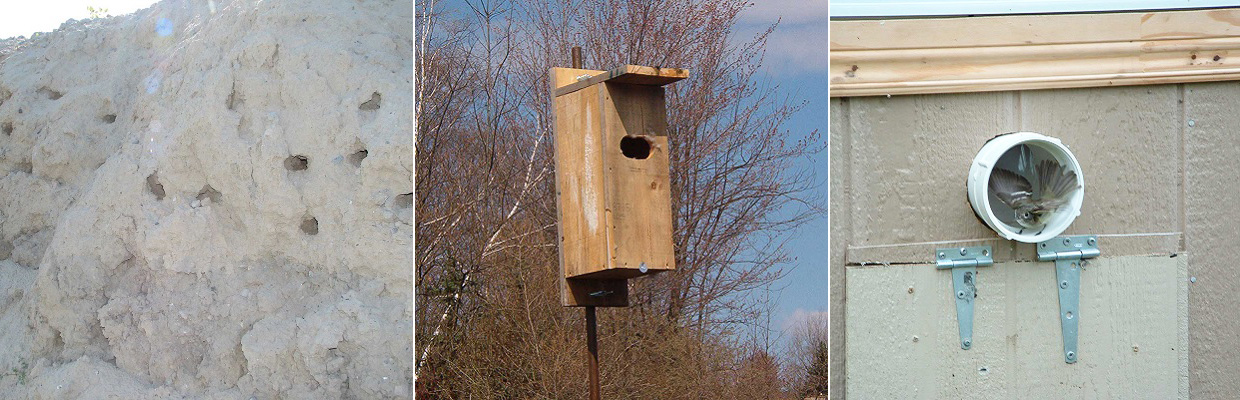 Images of various bird habitats at Tommy Thompson Park