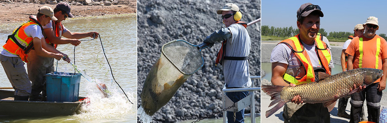 TRCA staff discover invasive Grass Carp at Tommy Thompson Park