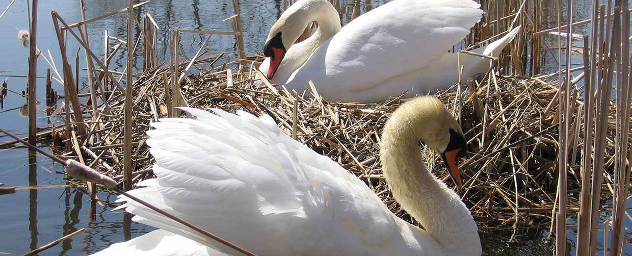 mute swans at Tommy Thompson Park