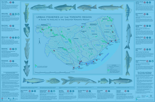 Fish poster