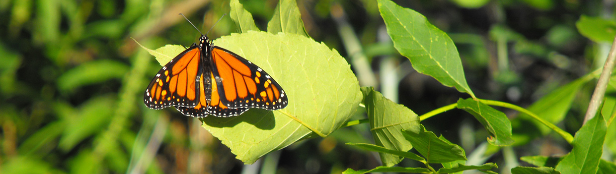 monarch butterfly clings to a leaf