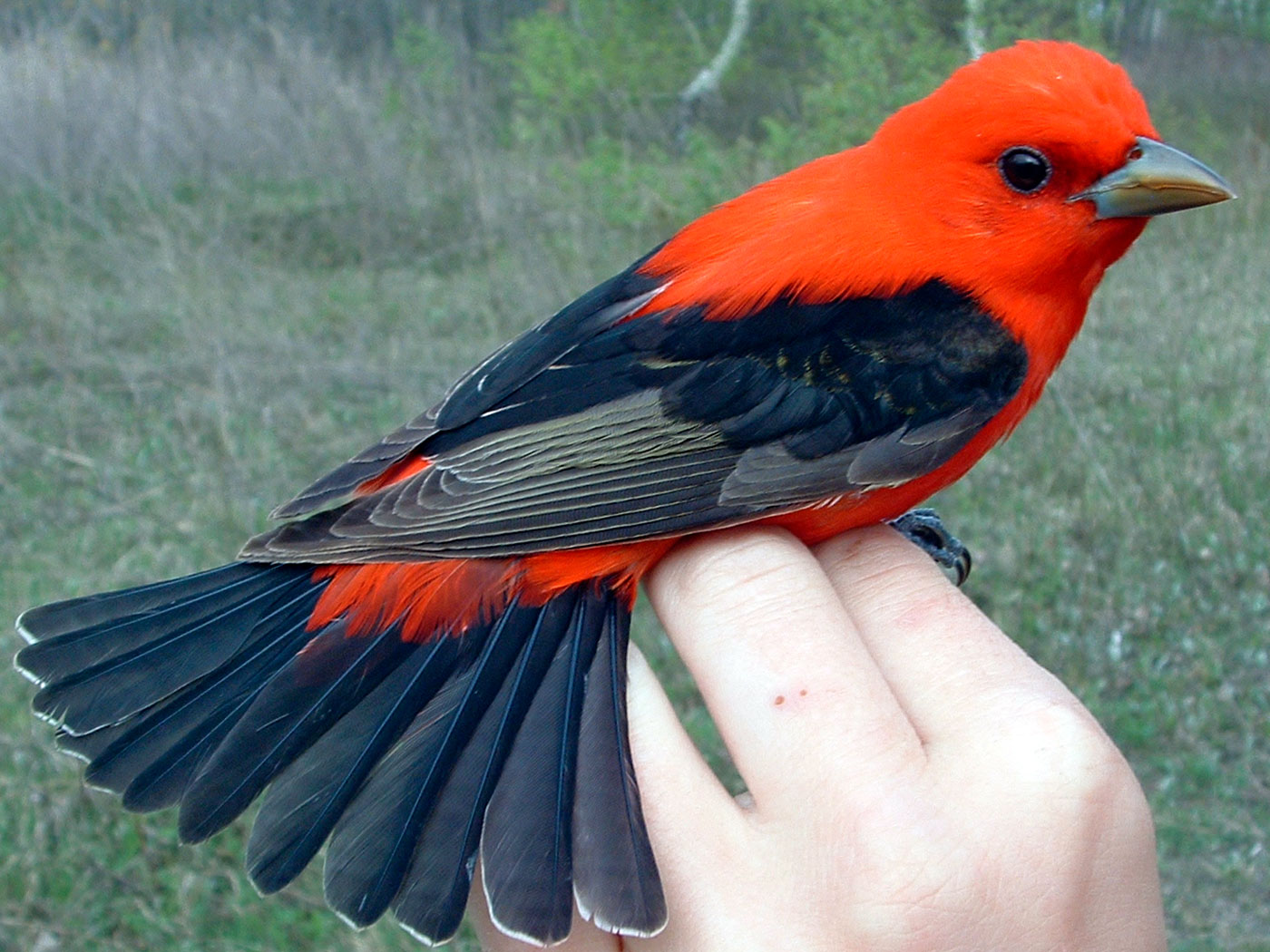 A bird A bird