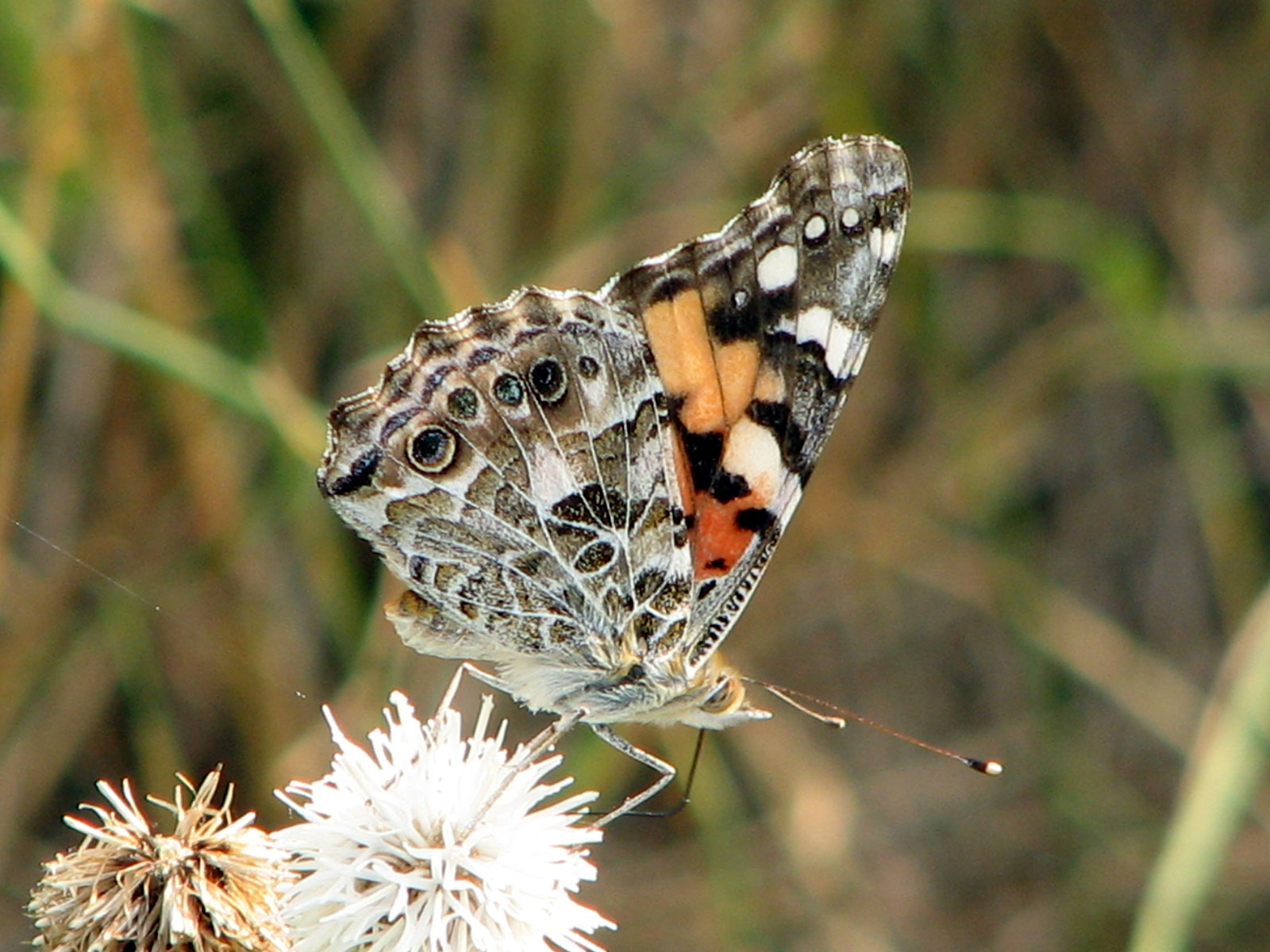 A butterfly A butterfly