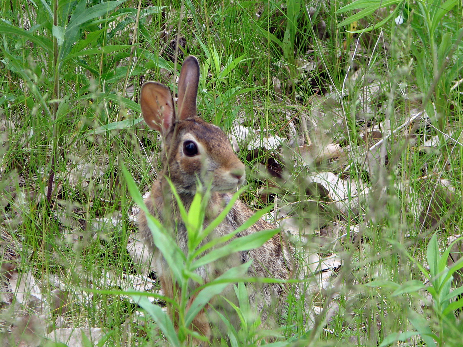 A cotton tail rabbit A cotton tail rabbit