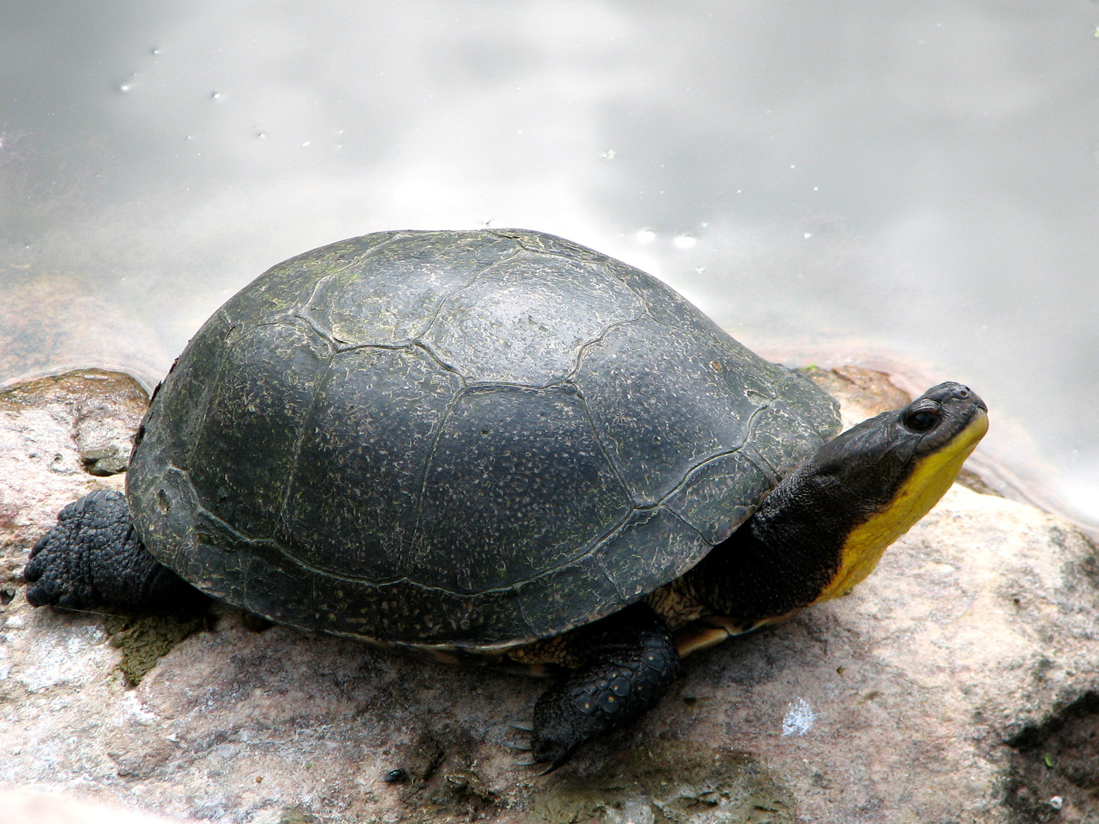 A blandings turtle A blandings turtle