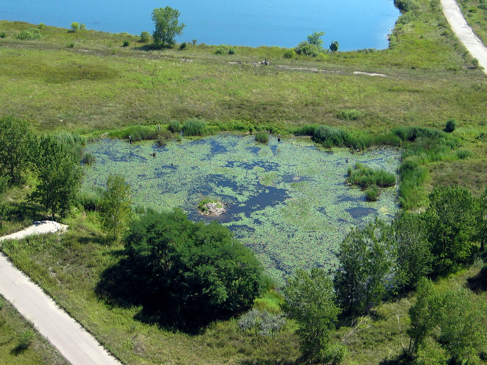 Triangle Pond - A restoration feature at Tommy Thompson Park Triangle Pond - A restoration feature at Tommy Thompson Park