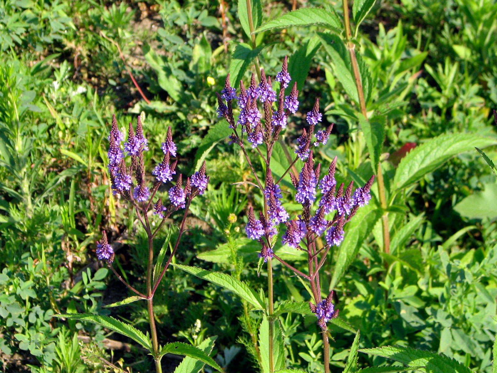 Blue Vervain flower Blue Vervain flower