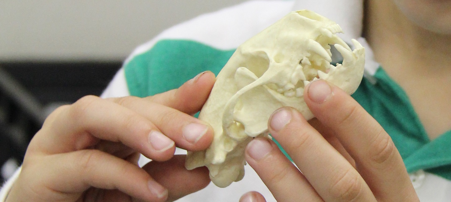 boy examines animal skull in classroom