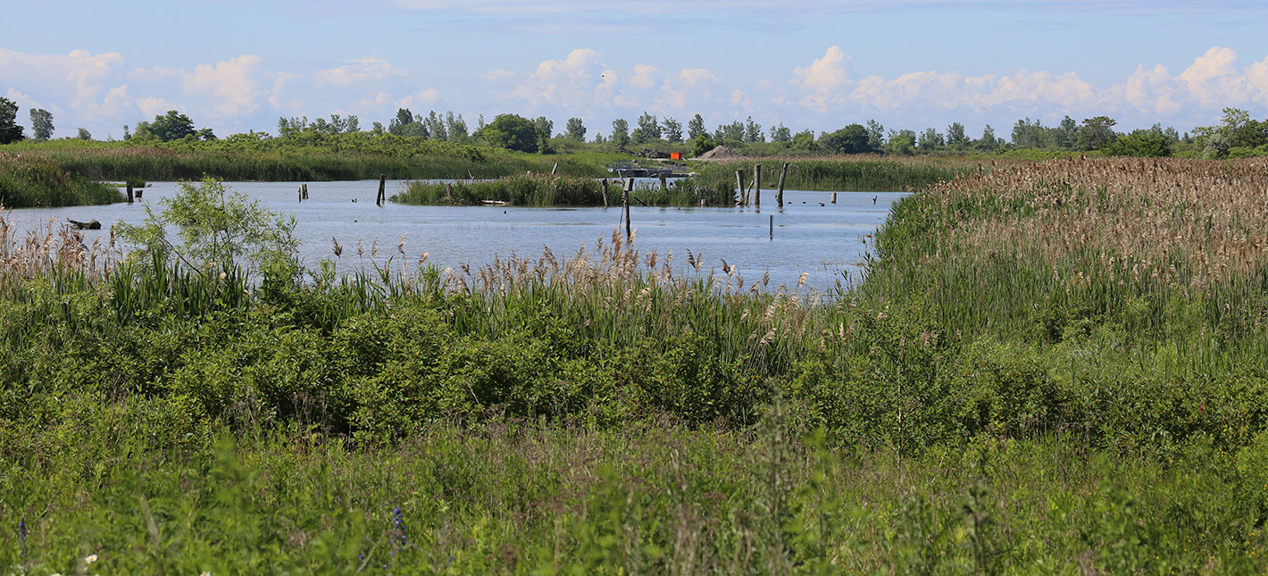 wetland area at Tommy Thompson Park