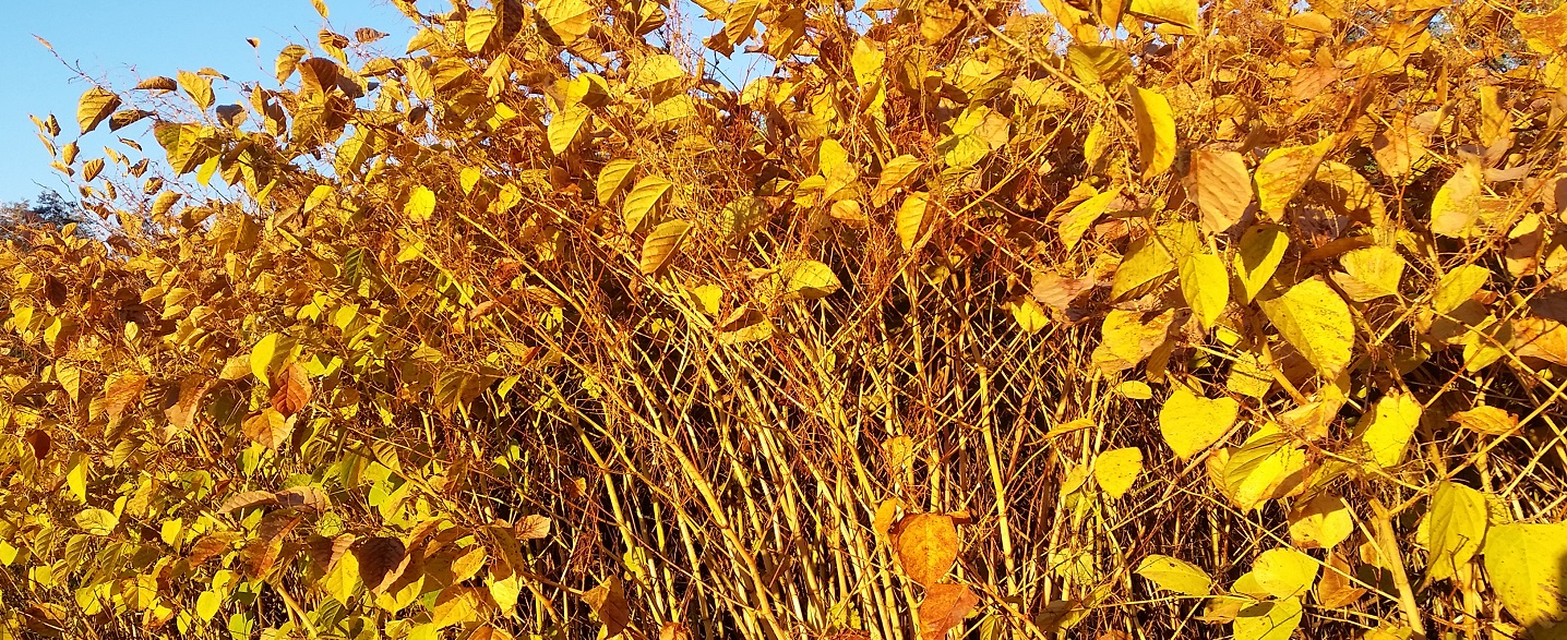 Japanese knotwood