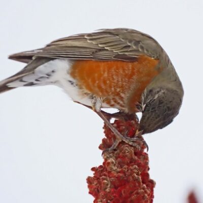 American Robin