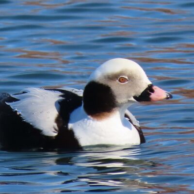 male Long tailed Duck