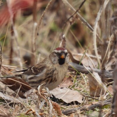 Redpoll